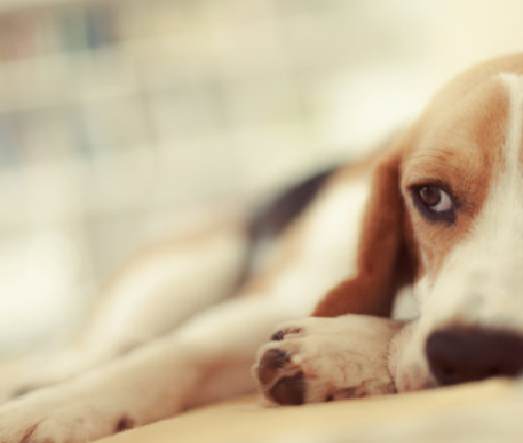 Reconocer y manejar el parvovirus canino en perros pequeños