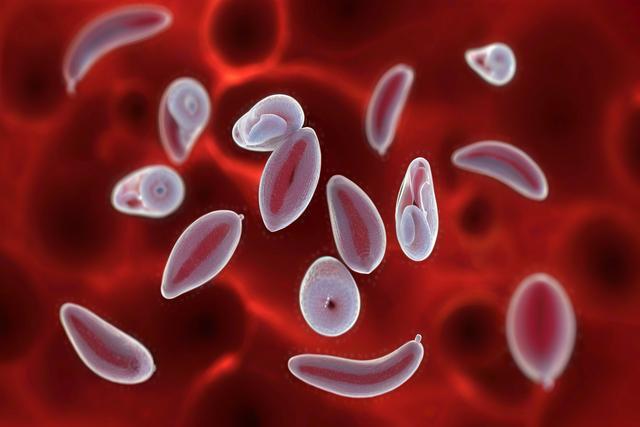Comprender la infección por toxoplasma gondii en gatos y perros: síntomas, diagnóstico y tratamiento