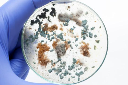 Asegurar el cultivo microbiano confiable con el caldo de soja trípticaa por Baibo Biotechnology: una opción preferida para los laboratorios globales