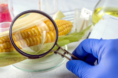 Abordar la contaminación de zearalenona en suministros de granos globales