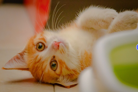 Kit de prueba de Antígeno de corazón de Babio Feline/Canine Heart (FCHW AG): diagnóstico de salud de mascotas preciso, rápido y confiable