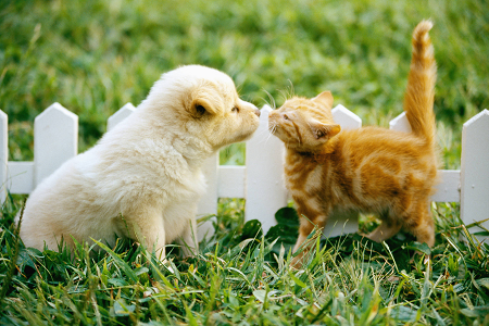 Lanza un kit de prueba de antígeno toxoplasma gondii confiable (Toxo AG) para la salud de las mascotas