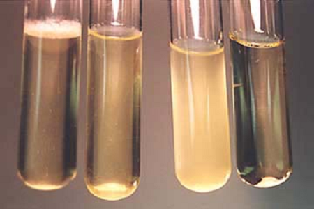 Babio lanza caldo de infusión cerebro-corazón de alto rendimiento para laboratorios de microbiología globales