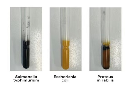 BABIO lanza un medio de transporte de alto rendimiento (tipo SS) para una transferencia global confiable de muestras microbianas