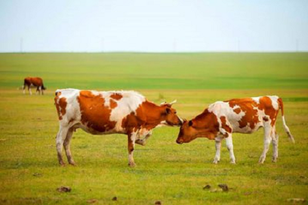 BABIO presenta un kit de prueba rápida de embarazo bovino de alta sensibilidad para la ganadería moderna