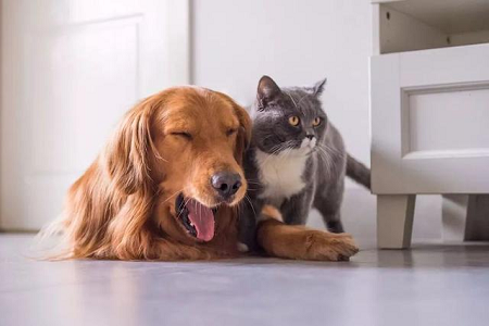 BABIO amplía su cartera de pruebas rápidas veterinarias para la atención sanitaria mundial de mascotas