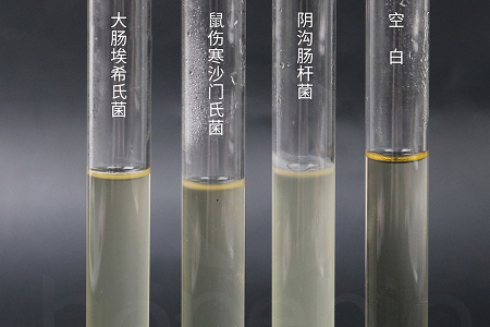 Babio Biotechnology lanza un caldo de infusión de cerebro y corazón de alto rendimiento para un cultivo microbiano confiable