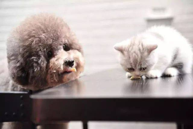 Babio Biotech lanza un kit de prueba avanzado para mascotas para un diagnóstico preciso