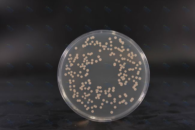 El medio de cultivo BABIO SDA respalda el cultivo de hongos y las pruebas de microbiología confiables